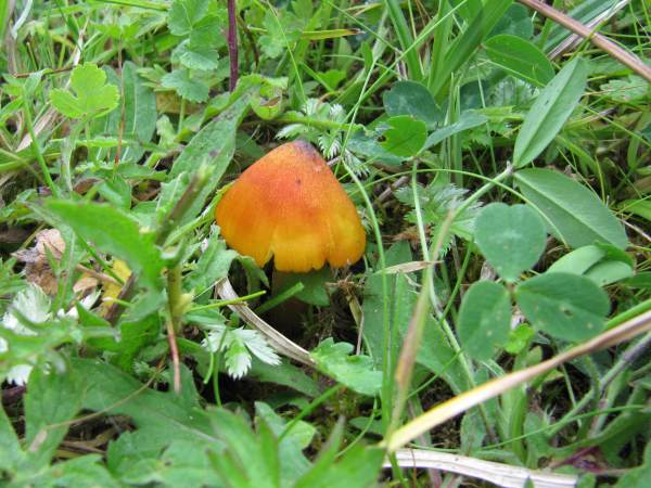 Howardian Local Nature Reserve
  Blackening Waxcap