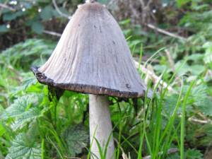 Common Ink Cap