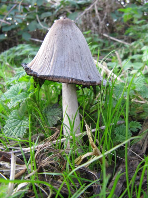 Howardian Local Nature Reserve