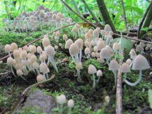 Fairy Inkcap