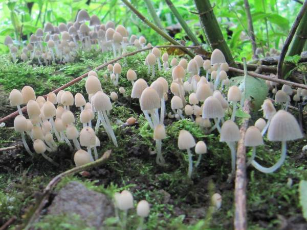 Howardian Local Nature Reserve
 Fairy Inkcap