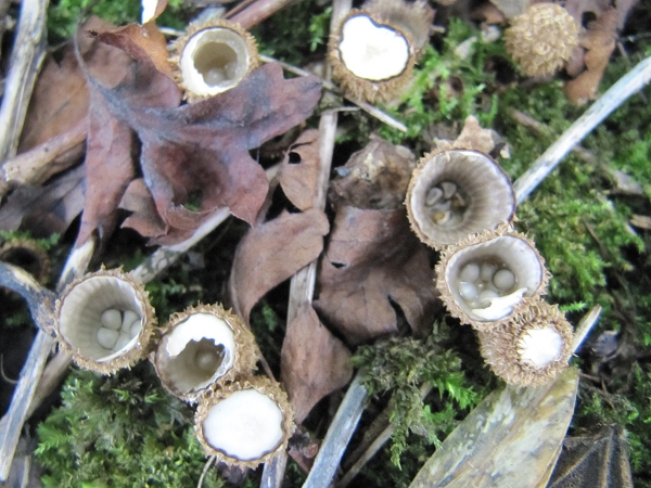 Fluted Bird's Nest
    Cyathus striatus