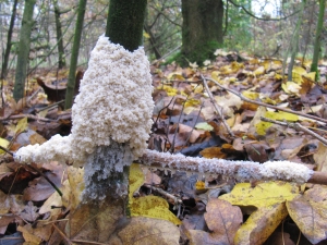 Slime Mold - Mucilago crustacea