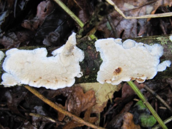 Howardian Local Nature Reserve
 Netted Crust