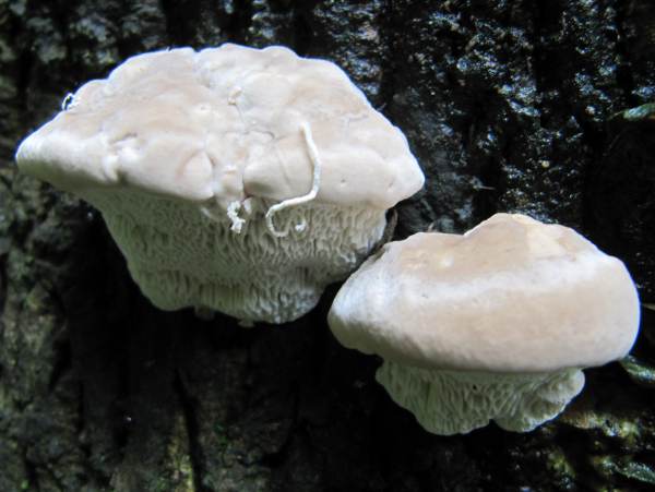 Howardian Local Nature Reserve
 Oak Mazegill