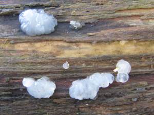 White Brain Fungi