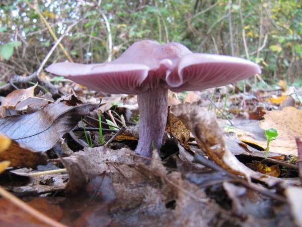 Howardian Local Nature Reserve
  Blackening Waxcap