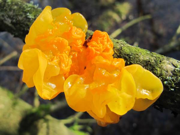 Howardian Local Nature Reserve Yellow Brain Fungi/Whitch's Butter