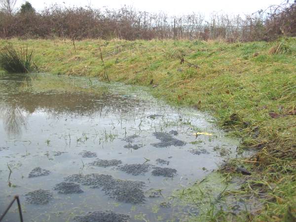 Howardian Local Nature Reserve
  Frogspawn in Wildlife Pond
