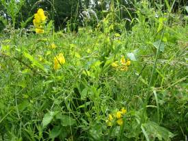 Howardian Local Nature Reserve
  Grassland Meadow