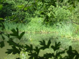 Howardian Local Nature Reserve
  Pond