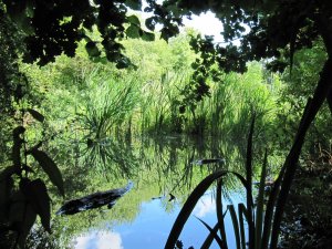 Howardian Local Nature Reserve
    Island on Pond