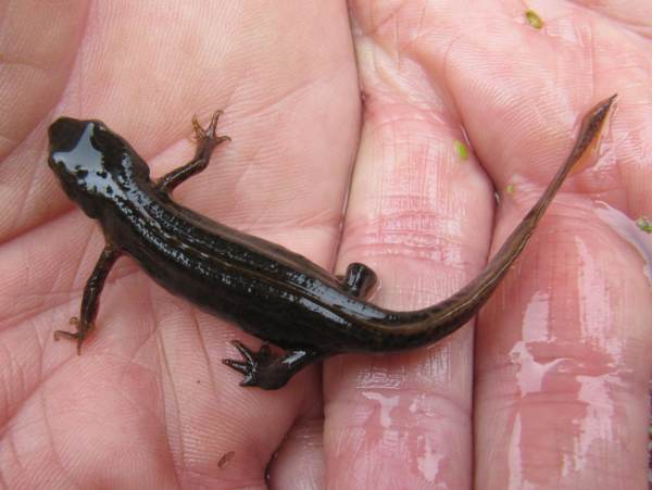 Palmate Newt