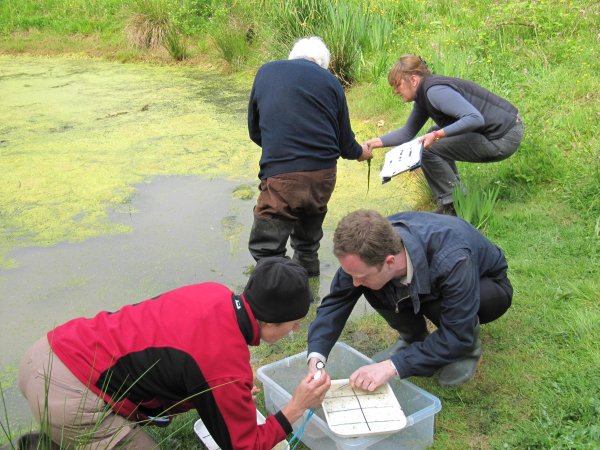 Howardian Local Nature Reserve
  Checking trays for animals