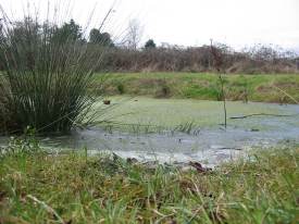 Howardian Local Nature Reserve
  Ice