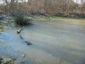 Howardian Local Nature Reserve
  Ice on the Wildlife Pond March 2010