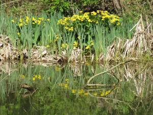 Howardian Local Nature Reserve
    Kingcup