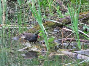 Howardian Local Nature Reserve
    Pond