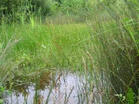 Howardian Local Nature Reserve
    Scrape