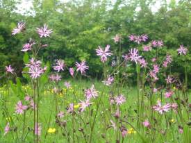 Howardian Local Nature Reserve
  Ragged Robin