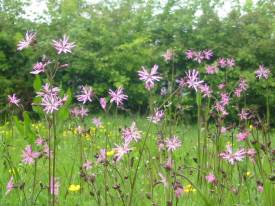 Howardian Local Nature Reserve
Ragged Robin Howardian Local Nature Reserve
Ragged Robin