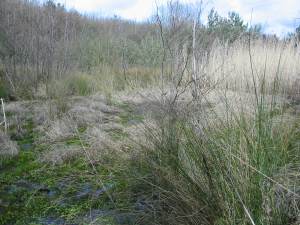 Howardian Local Nature Reserve
    Summer Scrape