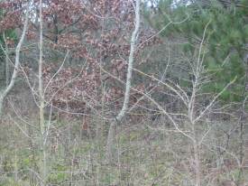 Howardian Local Nature Reserve
  Scrub