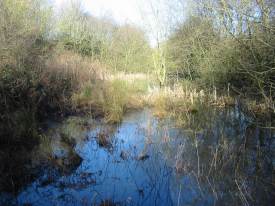 Howardian Local Nature Reserve
  Western end of Wetland looking East