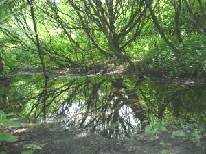 Howardian Local Nature Reserve
  Winter Wetland