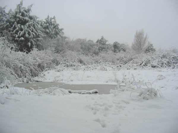 Howardian Local Nature Reserve
  Ice