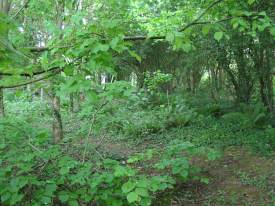 Howardian Local Nature Reserve
  Planted Woodland