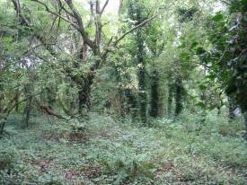 Howardian Local Nature Reserve
  Older Woodland