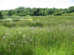 Howardian Local Nature Reserve Meadow