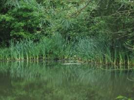 Howardian Local Nature Reserve Pond