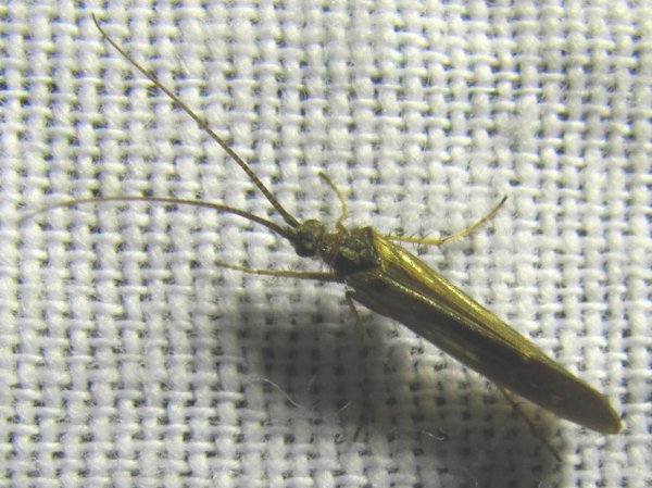 Caddis Fly