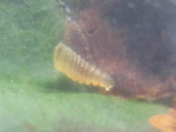 Cameraria ohridella grub on Horsechestnut leaf