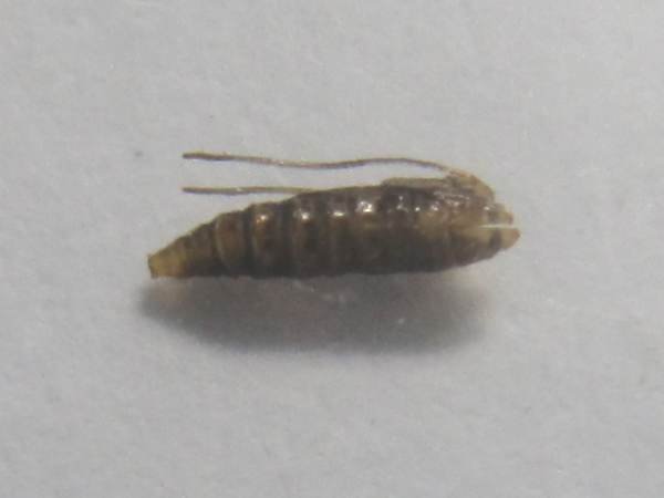 Cameraria ohridella Pupa