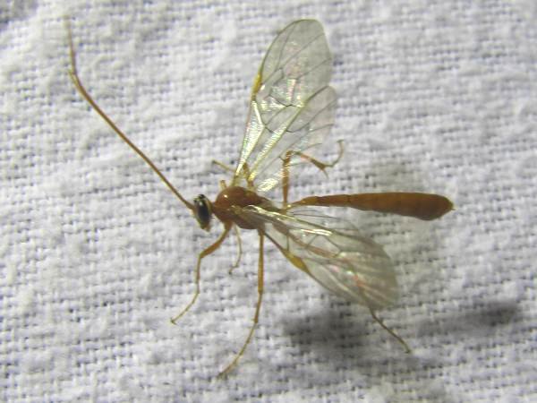 Ichneumonid wasp (Ophioninae)