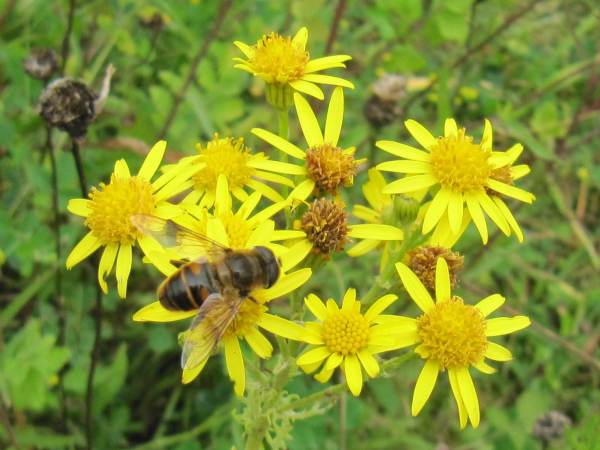 Hoverfly (Eristalis tenax)