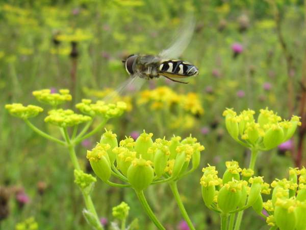 Hoverfly (Scaeva pyrastri)