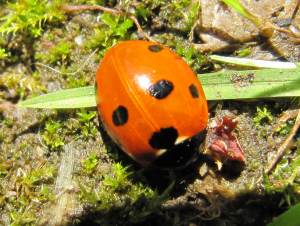 Ladybird (7-spot)
  on Wild Parsnip