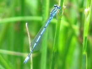 Azure Damselfly (Male)