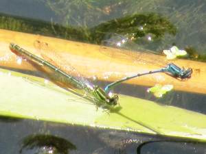 Azure Damselfly (Coenagrion puella)