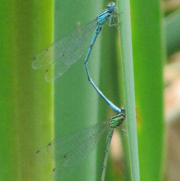 Azure Damselfly (Male & Female)