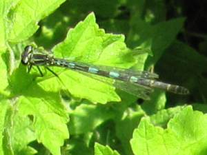 Azure Damselfly (Blue form Female)