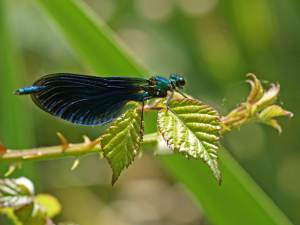 Beautiful Demoiselle