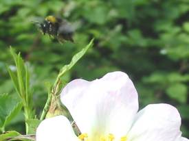 Bee flying from Wild Rose