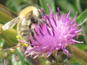 Common Carder Bee