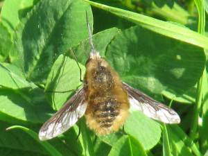 Beefly