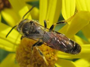Solitary Bee (Lasioglossum sp.)